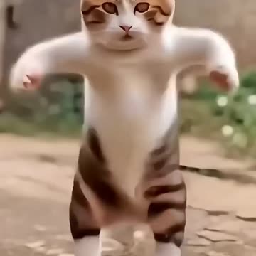 billi - bhilai wala - bhilai cartoon 18 - billi wala cartoon - bhilai wala -cat #billi #cat #like