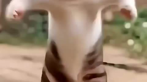 billi - bhilai wala - bhilai cartoon 18 - billi wala cartoon - bhilai wala -cat #billi #cat #like