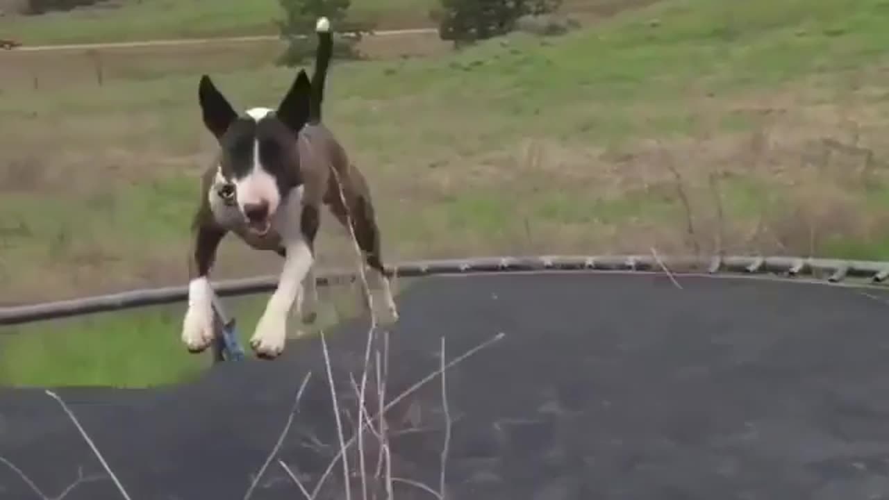 funny animals