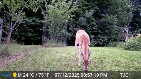 Buck