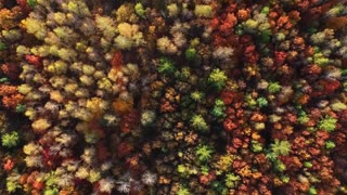 Classical Wind & Lofi Waves