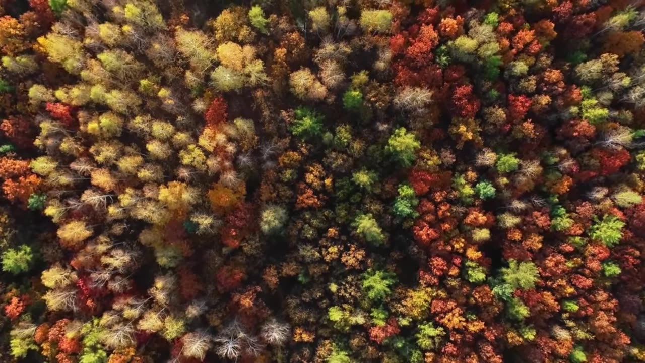 Classical Wind & Lofi Waves