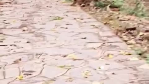 Funny 🤣 video of monkey 🐒