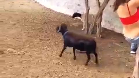 Animals funny videos 😂