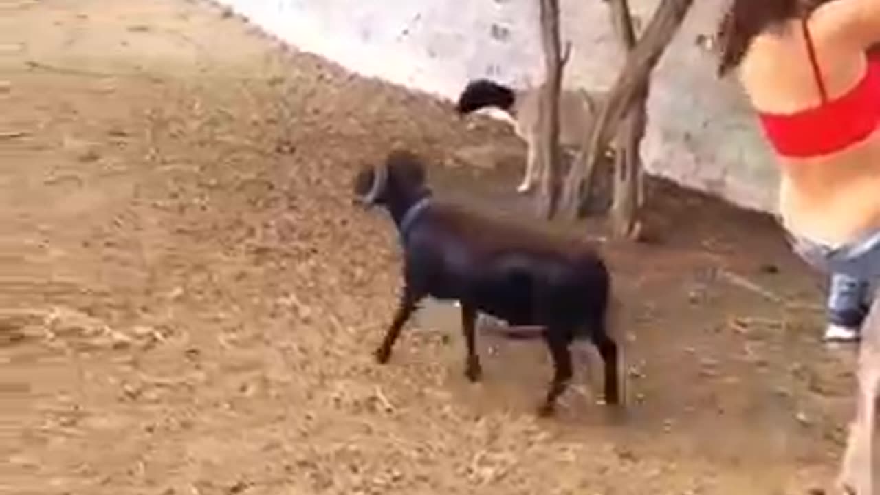Animals funny videos 😂