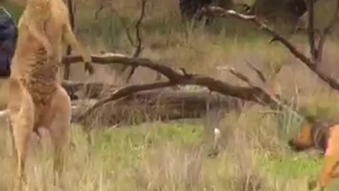 "Unbelievable! Man Fights Kangaroo to Save His Dog"