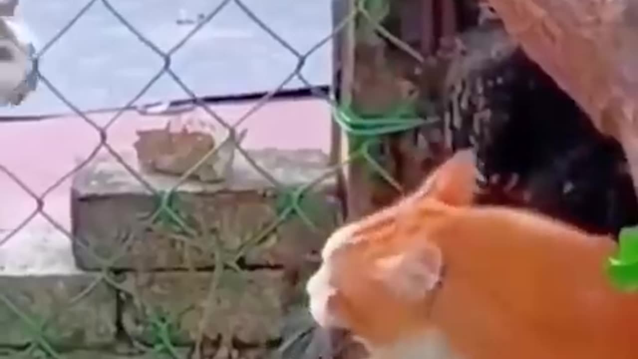 Funny cats and animals videos