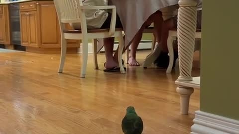 😂 Let the Birb Play! | FunFM