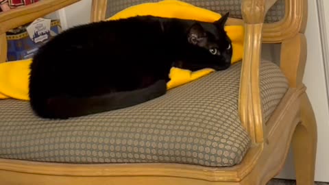 Cute Precious Piper Invents the Coat Valet - My Adopted Shelter Cat Vlog #shorts