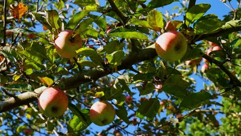 Apple orchard with delicious fresh apples_ 001 _ date 09.01