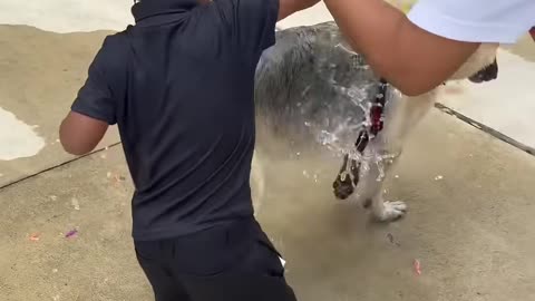Dad catches son wetting dog then mom does this #shorts