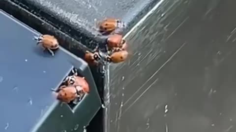 Ladybug love