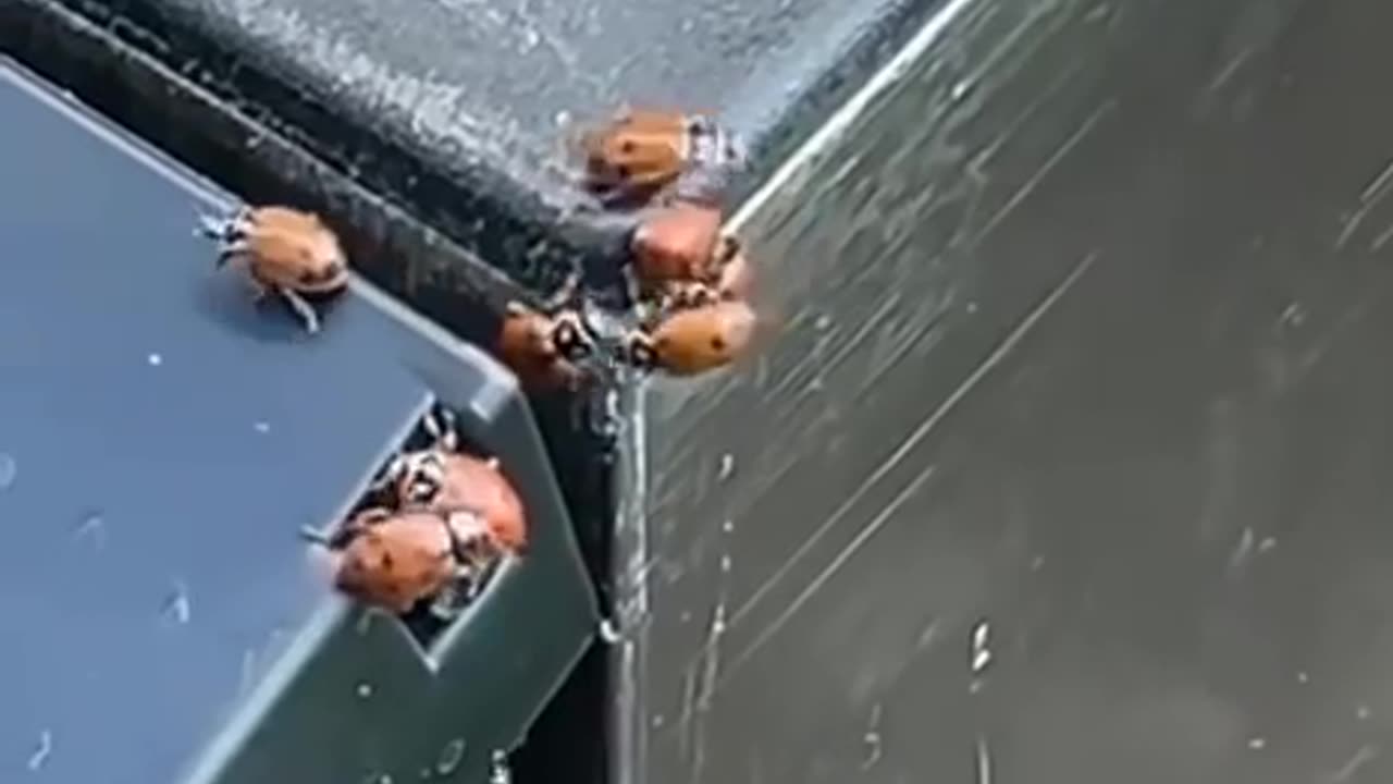 Ladybug love