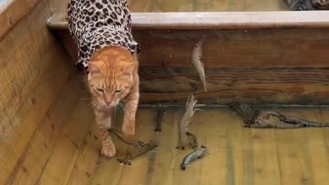 🐱🌊 "Aboriginal Fishing Cat on the Seashore 🐾 | Wild & Rare Encounter!"