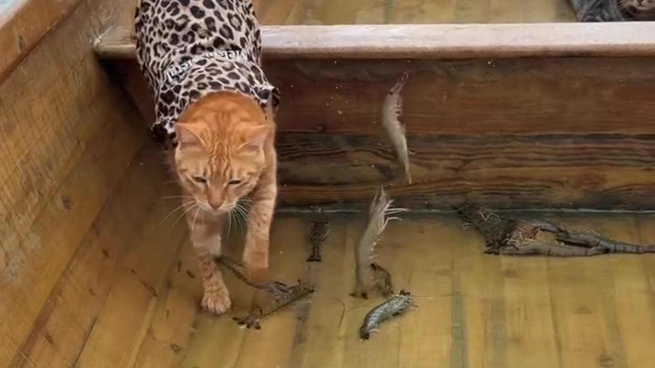 🐱🌊 "Aboriginal Fishing Cat on the Seashore 🐾 | Wild & Rare Encounter!"