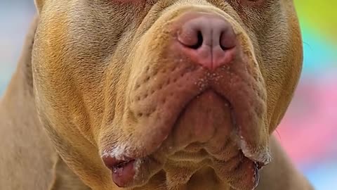 What do you think about this beautiful dog? 🐶 Ce zici de acest câine frumos? 🐶