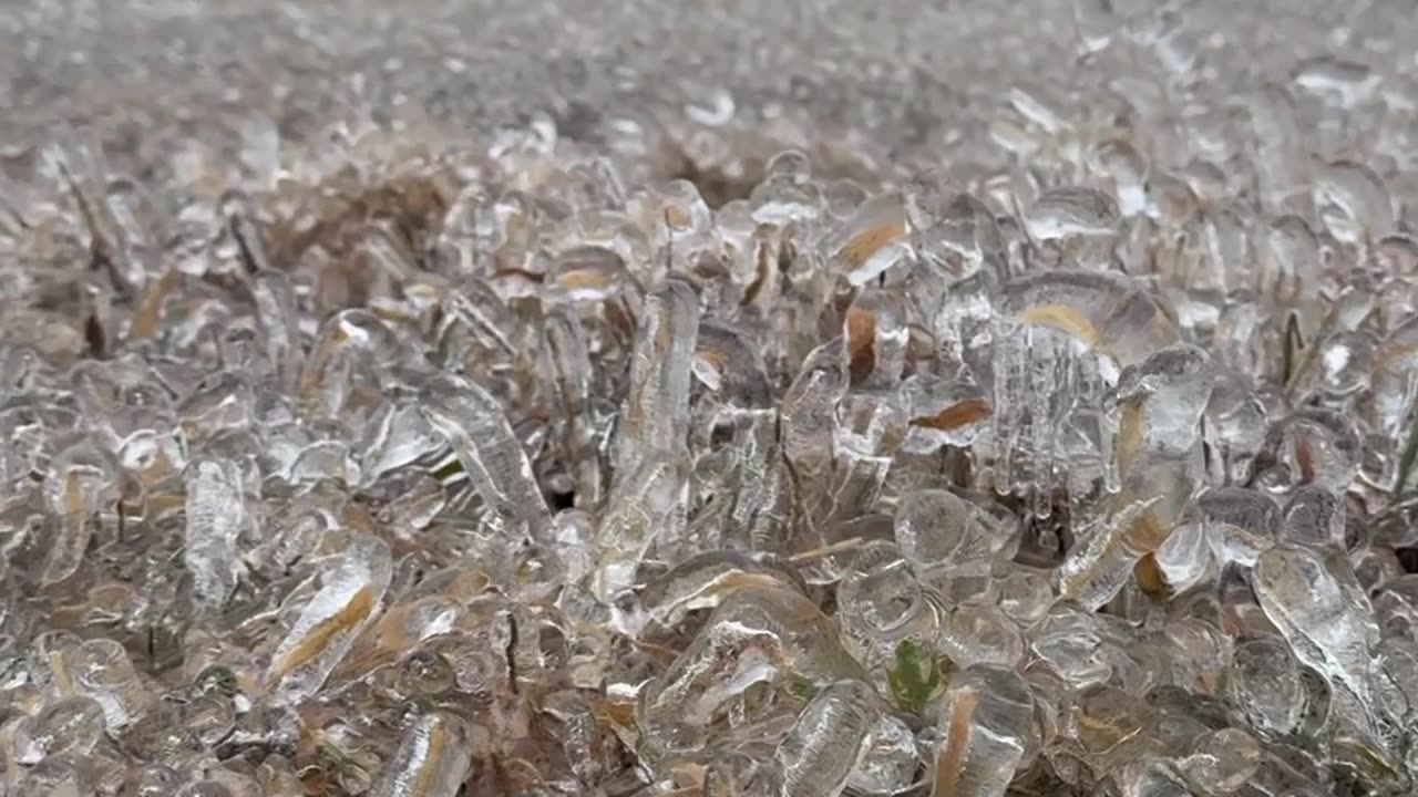 Frozen Rain Encases Grass In Glass