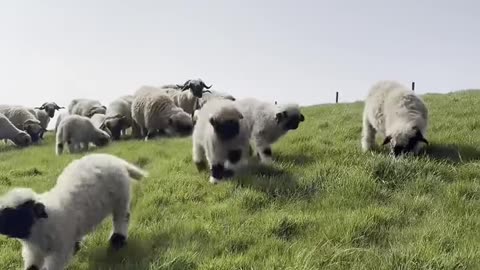 The lambs are out 🐑 🍀
