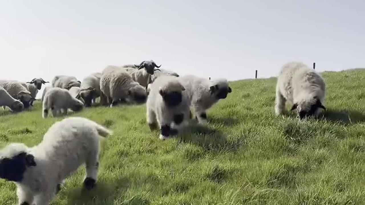 The lambs are out 🐑 🍀