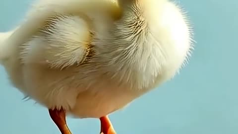 This Fluffy Gosling Is a Total Goofball! 😂🦢 #shorts #cuteanimals #cute #viral #viralvideo
