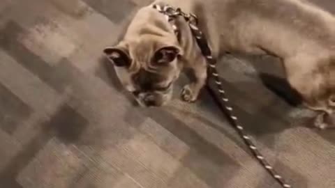 funny dog