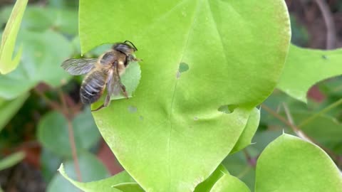 Leaf Cutter Bee at Work
