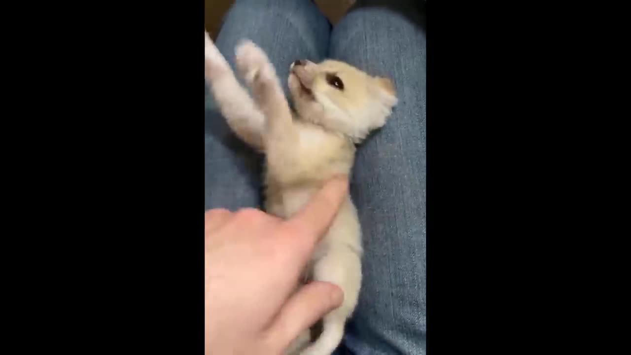 AWW Animals SOO Cute! Cute baby animals Dogs and Cats Videos Fresh Compilation 2025