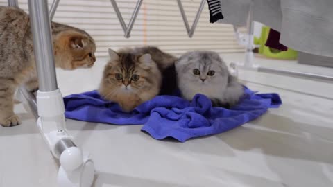 This adorable kitten was waiting for his owner on the laundry because he missed him so much_