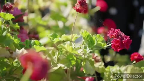 Deewana Main Tera Deewana