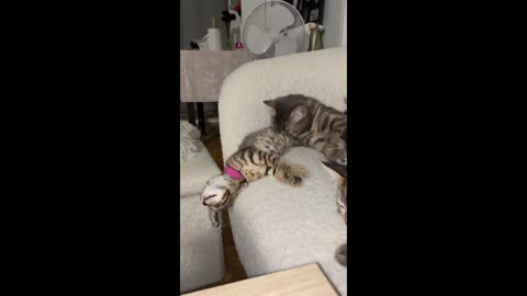 Cats Gone Wild: The Funniest Clips You Can’t Stop Watching!