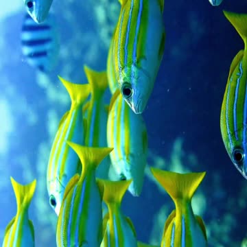 School's In Session 🌊🐠 | Sounds of Nature