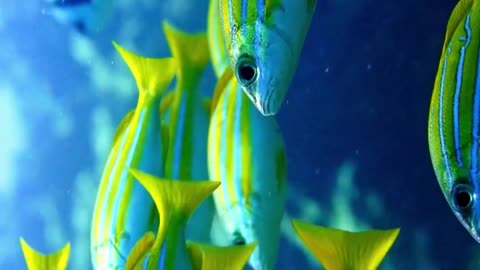 School's In Session 🌊🐠 | Sounds of Nature