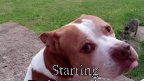 "Man's Best Friend." Original Song by Dridnoc