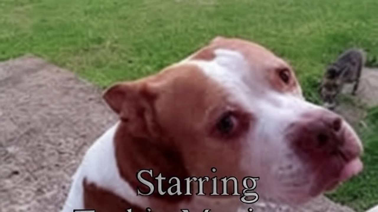 "Man's Best Friend." Original Song by Dridnoc