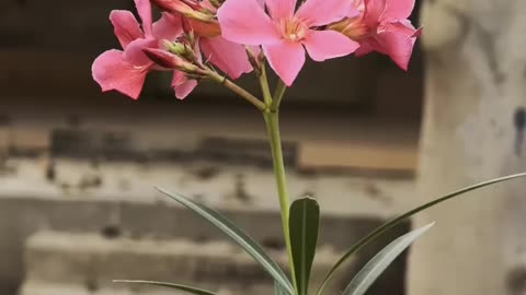I Love Flowers ❤ #maxrecords #larkana #sindh #pakistan