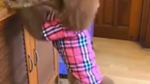 Dogs Are Smart for Their Own Good