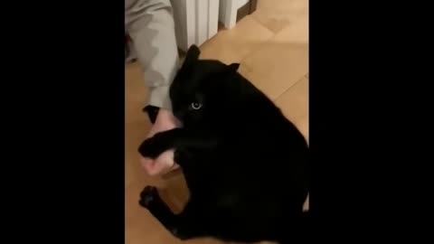 hilarious-animal-compilation-715----funniest-cats-videos