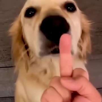 Funny Dog reactions to