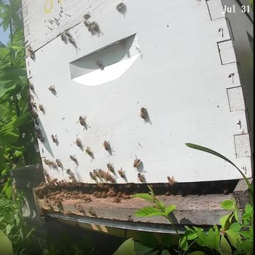 Bees on a Thursday Morning