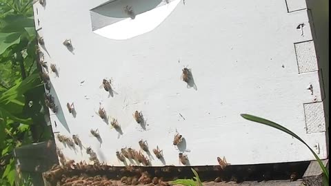 Bees on a Thursday Morning