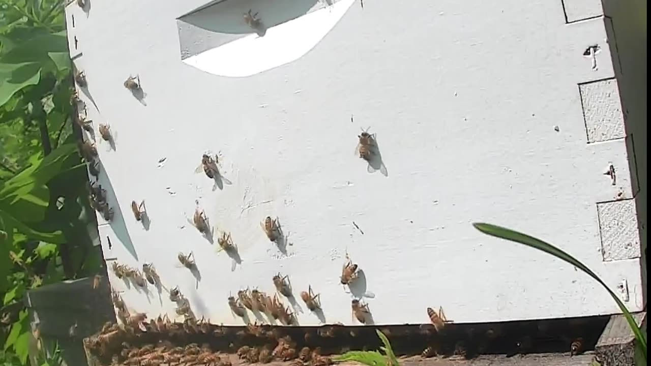 Bees on a Thursday Morning