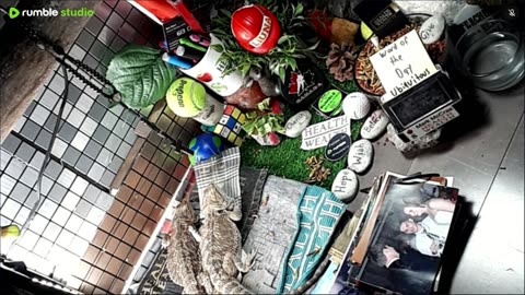 🔴LiveStream2025🔴05-09🍁🐉 Bearded🐲Dragons Day 38🔴 🍏Healthy4Life🐉 Mascots 🍎🐲 Meet Kobe & Health🐉 Day In The Life Of Bearded Dragons🐲🐉⭕Live🦎Streaming🔴