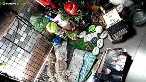 🔴LiveStream2025🔴05-09🍁🐉 Bearded🐲Dragons Day 38🔴 🍏Healthy4Life🐉 Mascots 🍎🐲 Meet Kobe & Health🐉 Day In The Life Of Bearded Dragons🐲🐉⭕Live🦎Streaming🔴