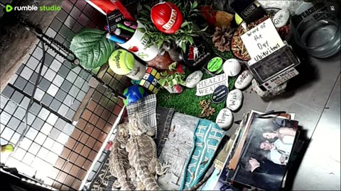 🔴LiveStream2025🔴05-09🍁🐉 Bearded🐲Dragons Day 38🔴 🍏Healthy4Life🐉 Mascots 🍎🐲 Meet Kobe & Health🐉 Day In The Life Of Bearded Dragons🐲🐉⭕Live🦎Streaming🔴