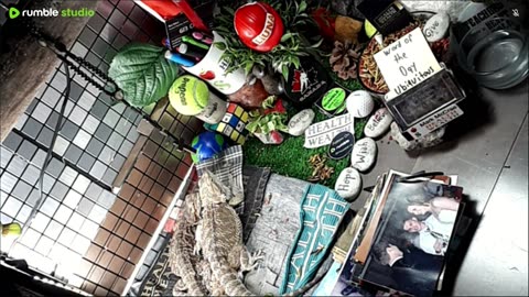 🔴LiveStream2025🔴05-09🍁🐉 Bearded🐲Dragons Day 38🔴 🍏Healthy4Life🐉 Mascots 🍎🐲 Meet Kobe & Health🐉 Day In The Life Of Bearded Dragons🐲🐉⭕Live🦎Streaming🔴