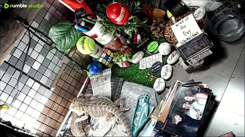 🔴LiveStream2025🔴05-09🍁🐉 Bearded🐲Dragons Day 38🔴 🍏Healthy4Life🐉 Mascots 🍎🐲 Meet Kobe & Health🐉 Day In The Life Of Bearded Dragons🐲🐉⭕Live🦎Streaming🔴