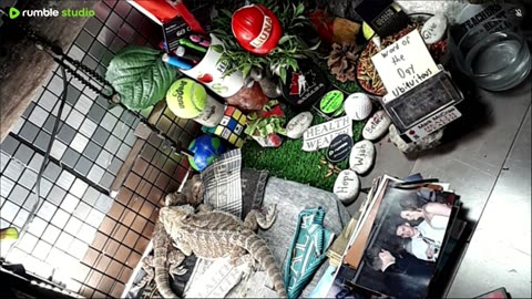 🔴LiveStream2025🔴05-09🍁🐉 Bearded🐲Dragons Day 38🔴 🍏Healthy4Life🐉 Mascots 🍎🐲 Meet Kobe & Health🐉 Day In The Life Of Bearded Dragons🐲🐉⭕Live🦎Streaming🔴
