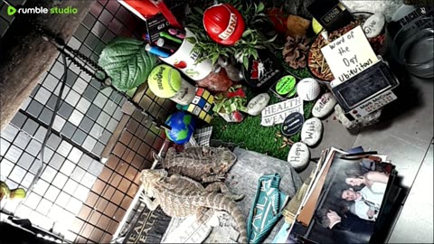 🔴LiveStream2025🔴05-09🍁🐉 Bearded🐲Dragons Day 38🔴 🍏Healthy4Life🐉 Mascots 🍎🐲 Meet Kobe & Health🐉 Day In The Life Of Bearded Dragons🐲🐉⭕Live🦎Streaming🔴