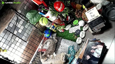 🔴LiveStream2025🔴05-09🍁🐉 Bearded🐲Dragons Day 38🔴 🍏Healthy4Life🐉 Mascots 🍎🐲 Meet Kobe & Health🐉 Day In The Life Of Bearded Dragons🐲🐉⭕Live🦎Streaming🔴