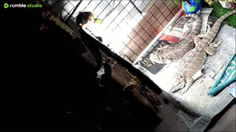 🔴LiveStream2025🔴05-09🍁🐉 Bearded🐲Dragons Day 38🔴 🍏Healthy4Life🐉 Mascots 🍎🐲 Meet Kobe & Health🐉 Day In The Life Of Bearded Dragons🐲🐉⭕Live🦎Streaming🔴